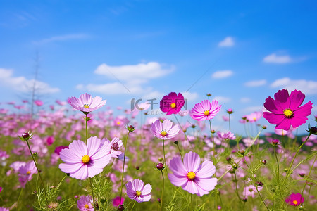 阳光明媚的天气里，粉红色的花朵田野