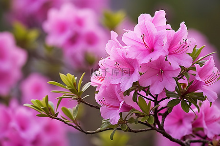 春天杜鹃花背景图片_杜鹃花盛开 杜鹃花花 春天 粉红色 粉红色杜鹃花