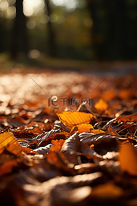 秋叶躺在地上晒太阳