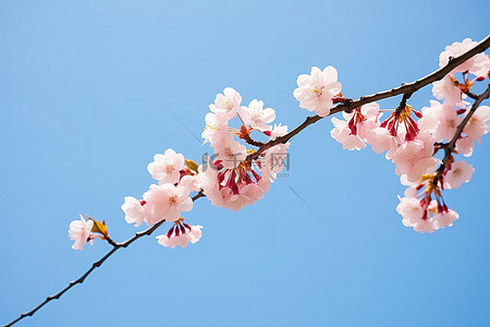 清澈的蓝天映衬下盛开的樱桃 photo