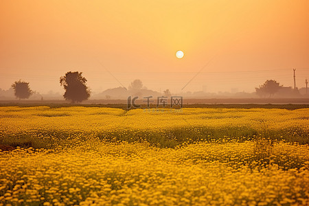 田野里的黄色花朵上的日落