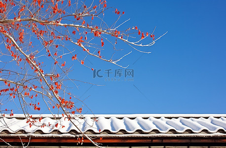 冬天柿子背景图片_雪中​​的树枝靠在地上的屋顶上