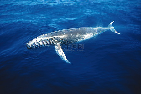 座头鲸在蓝色的大海中游泳