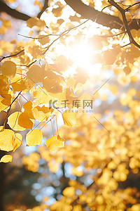 枝条树叶背景图片_秋天的阳光透过树叶