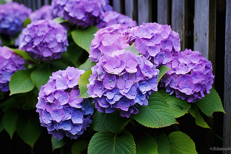 紫色绣球花背景图片_许多紫色绣球花在木栅栏上绽放
