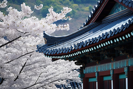春天背景图片_韩国山上樱花盛开的寺庙一侧