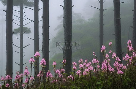 森林云雾背景图片_云雾中的山花树木