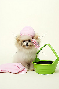一只裹着毛巾提着光滑水桶的小狗