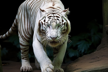 动物园里的白虎