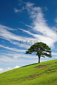 兰天下的猫背景图片_一棵树矗立在蓝天下的绿色山顶上