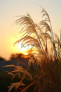 强风吹拂背景图片_日落时高高的草在阳光下吹拂