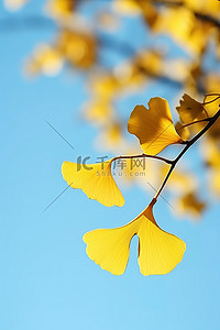 秋天银杏叶在蓝天映衬下的图像