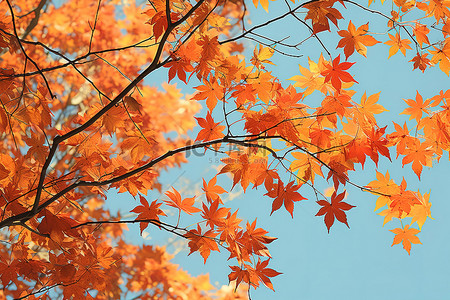 楓葉背景图片_蓝天上的秋叶