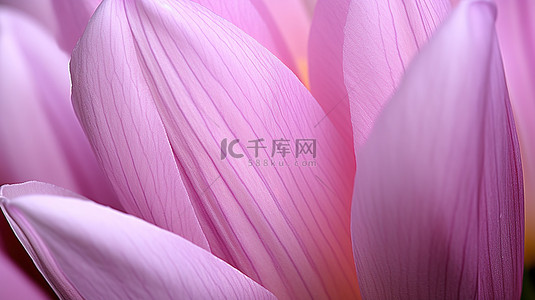 植物香背景图片_花园里的番红花花特写照片宏观特写粉红色郁金香