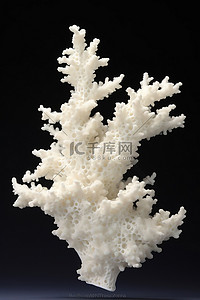 贝类背景图片_白色表面上的白色珊瑚