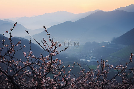 令人惊叹的日本梅树和山脉盛开的景色