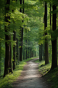 这是一条森林小路