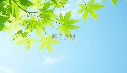 植物枫叶背景图片_阳光明媚的蓝天上美丽的绿色枫叶