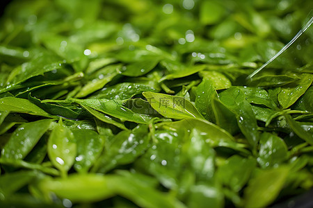 喷背景图片_用水喷雾清洗绿茶叶