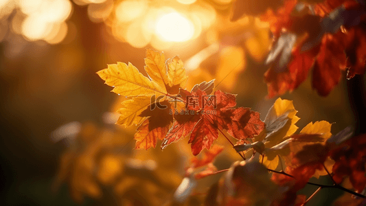 秋天树枝树叶日光摄影广告背景