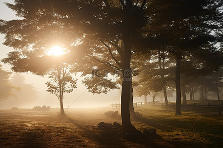 雾蒙蒙的早晨，阳光透过山坡上的树木照耀着