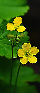 绿色黄色的花背景图片_绿色上面有两朵黄色的花