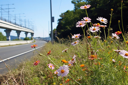 国道背景图片_高速公路附近有一些花