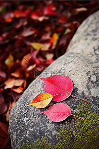 红色和黄色的叶子坐在岩石上