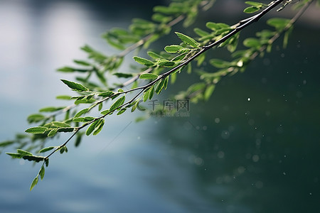 小枫叶背景图片_水边有许多小绿叶的小树枝