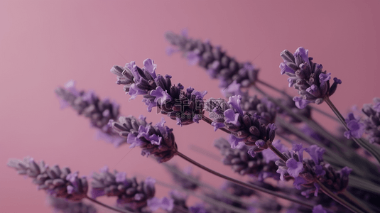 植物水彩海报背景图片_紫色花朵梦幻薰衣草背景