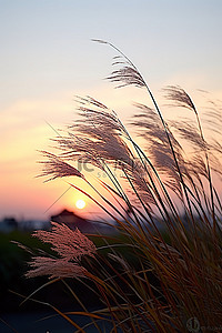 夕阳下海草的剪影