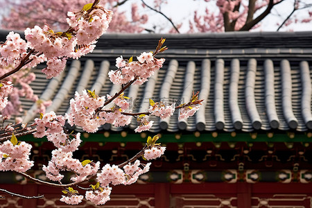 传统图案边框背景图片_一栋砖砌边框高屋顶的韩国建筑的绿瓦屋顶上盛开着色彩缤纷的樱花