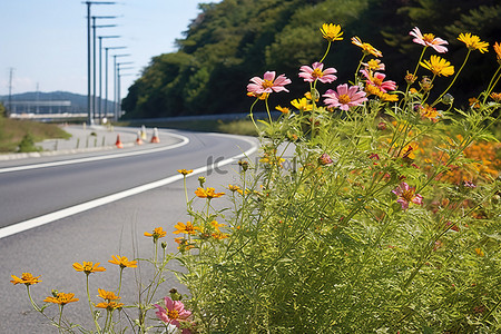 318国道背景图片_高速公路附近有一些花