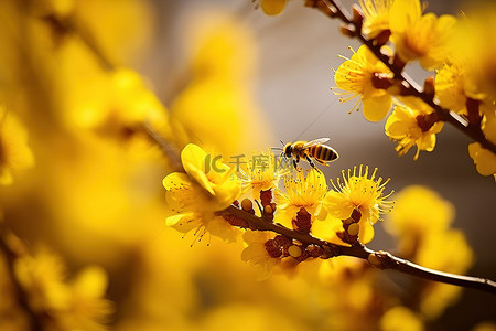 姜树背景图片_500px 树宏上盛开的黄色花朵