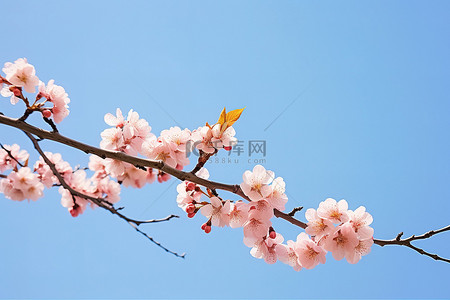 photo背景图片_清澈的蓝天映衬下盛开的樱桃 photo