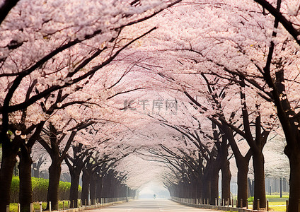绿树成荫的街道两旁盛开的樱花树