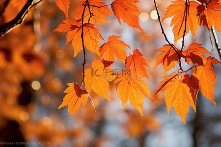 晴朗的日子里，秋天五颜六色的树叶挂在树上