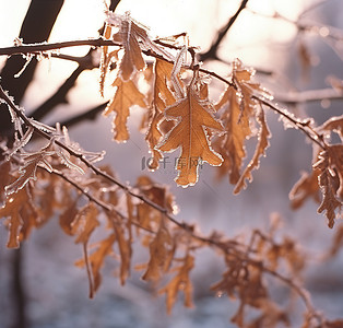 雪枫叶背景图片_一根冷冻植物的树枝从树上掉了下来