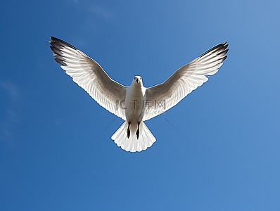 鸟飞翔背景图片_一只鸟在天空飞翔