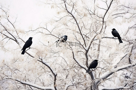 白色鸟背景图片_白色的冬天，白松枝上有深黑的鸟