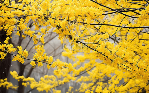 秋天花树背景图片_秋天的景色，有黄色的花枝和树木