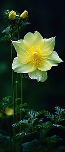 绿色黄色的花背景图片_绿色背景下，一朵黄色的花矗立在原来的位置