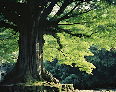 一棵大树绿色大树背景图片_绿色森林中间的一棵大树