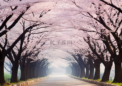 路边盛开的樱花树