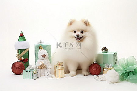 狗帽子背景图片_白色的博美犬狗和礼物坐在大的白色背景上