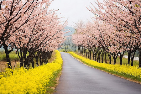 春天旅游背景背景图片_道路两旁种着黄色的樱花树