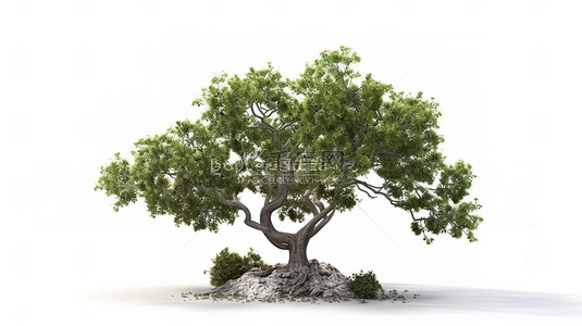 春树背景图片_白色背景下 3d 渲染中的孤立树或植物