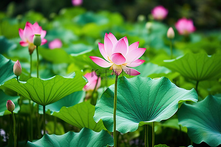 植物荷叶背景图片_植物叶子中的绿色莲花