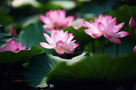 高清莲花背景图片_高清粉色荷花绿叶在水中