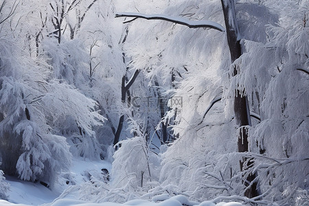 蓝色的森林背景图片_一片积雪覆盖的森林，树木茂盛